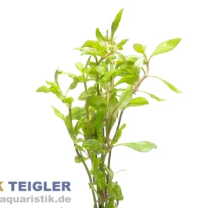 Beliebt Schmalblättrige Papageienblatt Alternanthera reineckii "Bronze", Bund